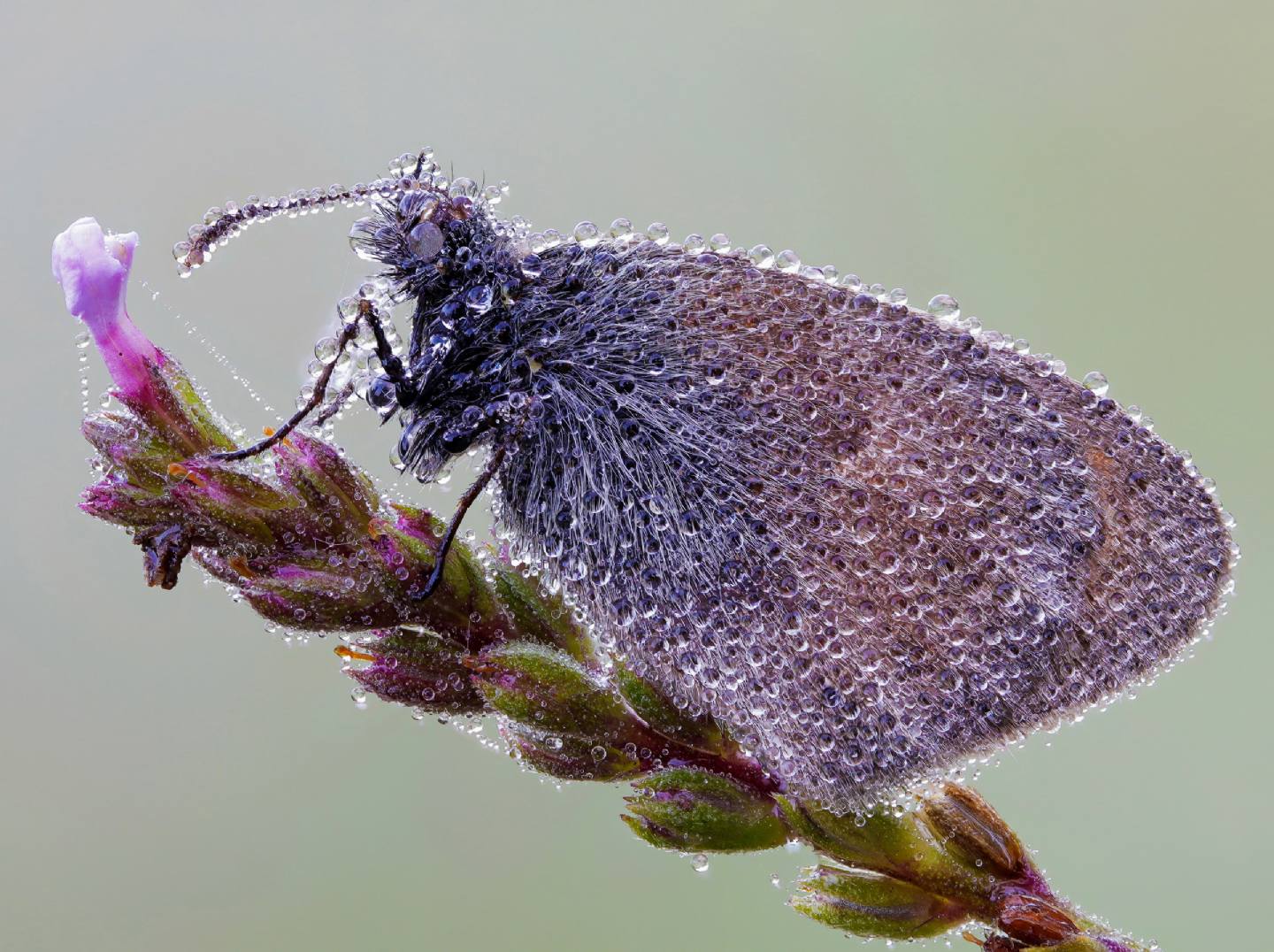 Nymphalidae Satyrinae - Coenonympha pamphilus